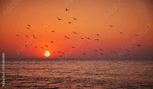 Fotografija Full moon rising over the sea at sunset with flying birds silhouettes against a