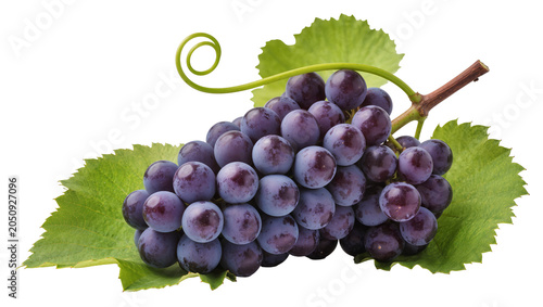 Foto Dark purple grapes cluster with green leaves and vine