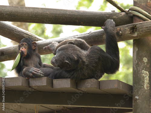 Baby Chimpanzee Eating Leaf Beside Resting Adult on Wooden Platform