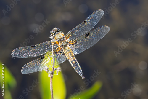 Canvastavla Vierfleck (Libellula quadrimaculata) auf einer Sitzwarte