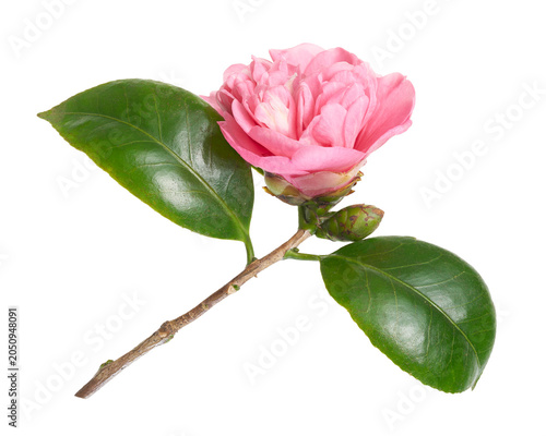 Pink Camellia flower with glossy green leaves isolated on transparent background. Elegant ornamental blossom ideal for botanical, floral, gardening and romantic design themes.