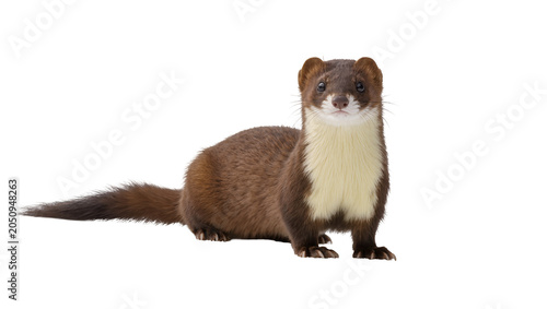 Tableau sur toile Brown weasel with white chest and dark tail