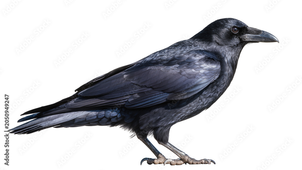 Naklejka premium Black raven bird with dark iridescent feathers