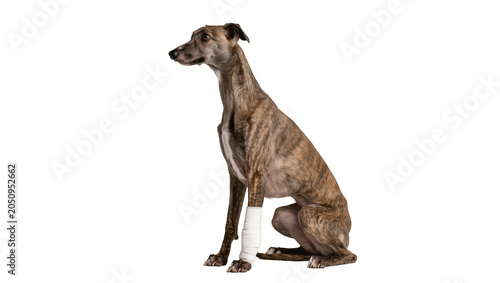 Canvastavla Brindle Greyhound dog with bandaged leg sitting