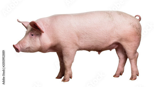 Photography Pink pig standing profile view on white