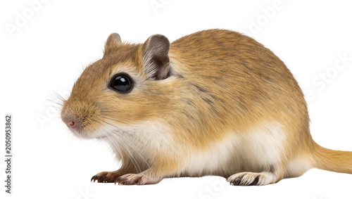 Принти на полотні Gerbil rodent with tan fur and white belly black eyes, pink nose