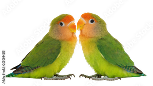 Schilderij op canvas Two Fischer s lovebirds with green bodies and orange faces