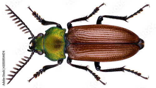 Fotografia Brown beetle with iridescent green thorax and segmented antennae