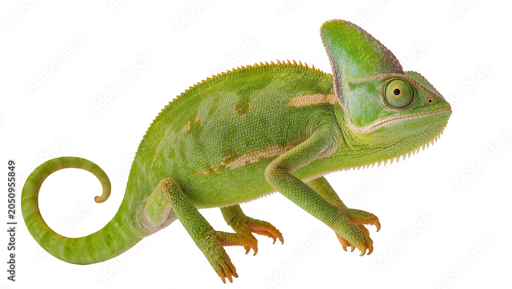 Fototapeta premium Green veiled chameleon with crest and curled tail