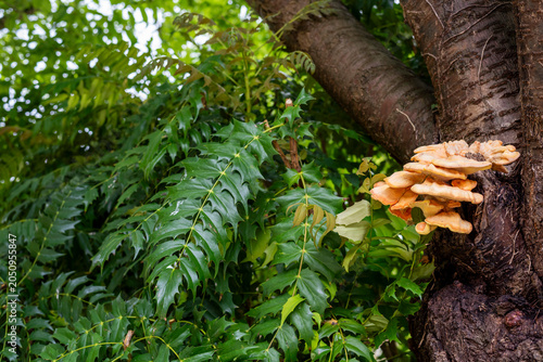 Photos chicken of the wood, a kind of a tree fungi