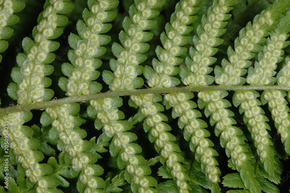 Poster, Print Farn, Echte Wurmfarn, Dryopteris filix-mas, schleierbedeckte junge Sori, 40x26.7 cm