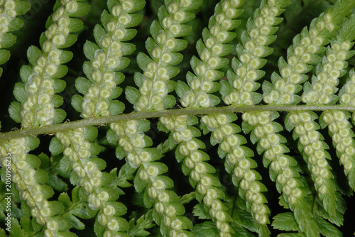 Fotografía Farn, Echte Wurmfarn, Dryopteris filix-mas, schleierbedeckte junge Sori