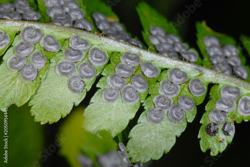 Konstfotografi Farn, Echte Wurmfarn, Dryopteris filix-mas, schleierbedeckte junge Sori