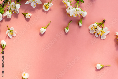 spring blossom flowers with buds on gentle pink background