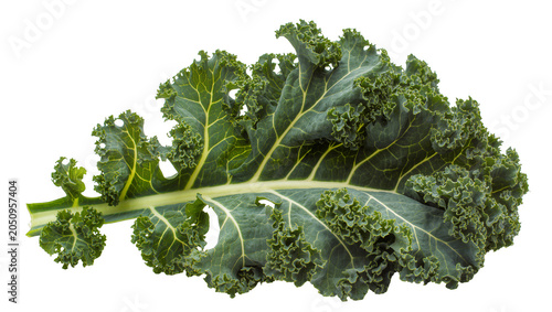 Photography Curly green kale leaf with prominent veins