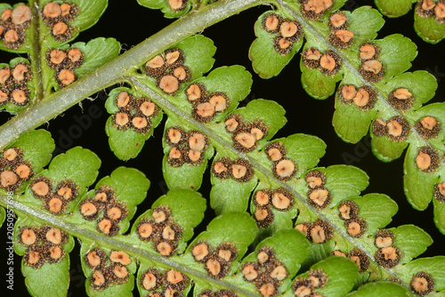 Foto Farn, Echte Wurmfarn, Dryopteris filix-mas, Fiedern mit reifen Sori