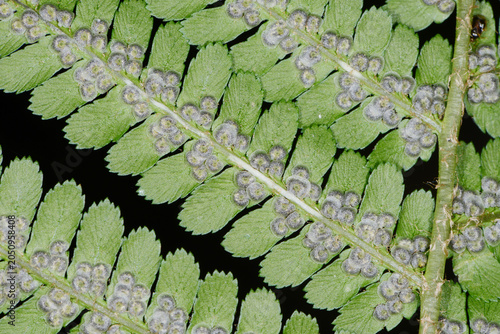 Foto Farn, Echte Wurmfarn, Dryopteris filix-mas, schleierbedeckte junge Sori