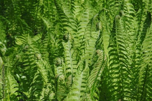 Photos Farn, Straußenfarn, Straußfarn, Matteuccia struthiopteris, Laubblätter,  zweifac