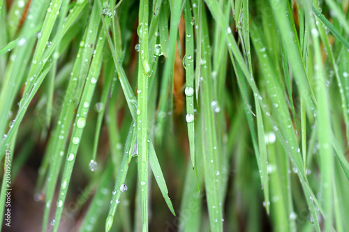 rosée sur l'herbe