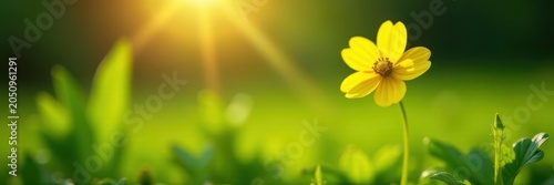 Sunbeams illuminate a single, cheerful yellow buttercup in a lush green natural setting, beautiful, floral