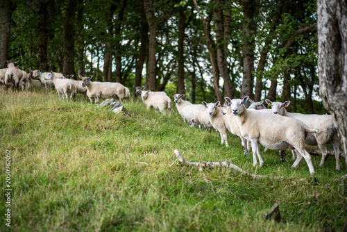 herd of sheep at the border of a field, near a forest