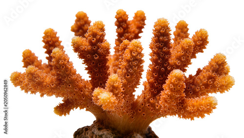 Schilderij op canvas Orange branching coral colony with porous texture