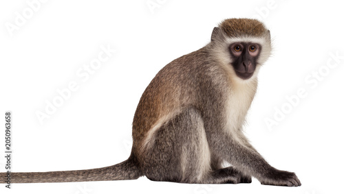 Foto Vervet monkey sitting with long tail extended
