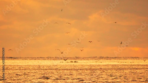 Birds flying golden ocean water below beautiful orange sunset sky at dusk Vertical video