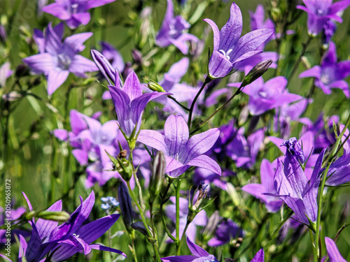 Foto Mass flowering of purple bellflowers creating a colorful natural display in a mountain meadow during summer