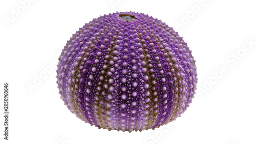Fotografie Purple sea urchin shell with small spines and textured surface