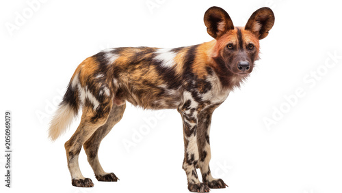 Obraz na plátně African wild dog with large ears and spotted coat standing
