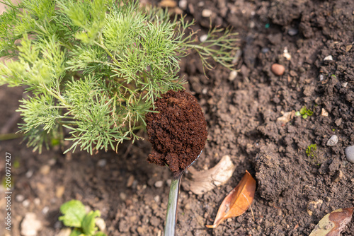 Kaffeesatz für Pflanzen – Natürlicher Dünger für Garten, Balkon und Zimmerpflanzen