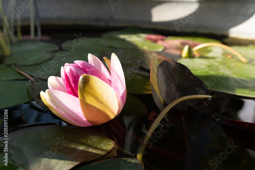 Seerosen im Wasser – Pflege, Pflanzung und Tipps für einen blühenden Gartenteich