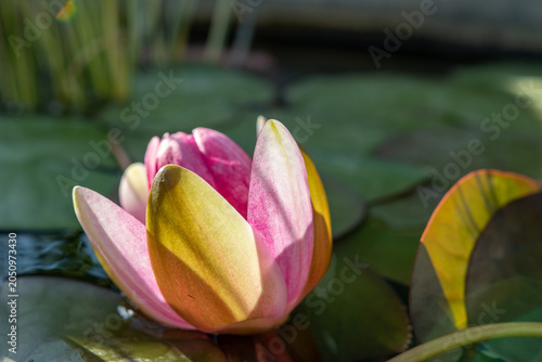 Seerosen im Wasser – Pflege, Pflanzung und Tipps für einen blühenden Gartenteich