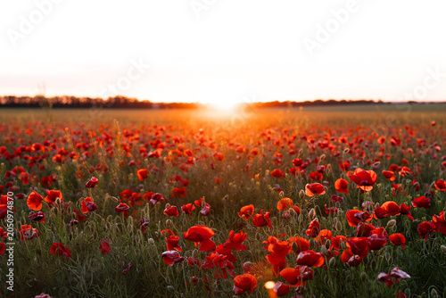 Landscape with nice sunset over poppy field
