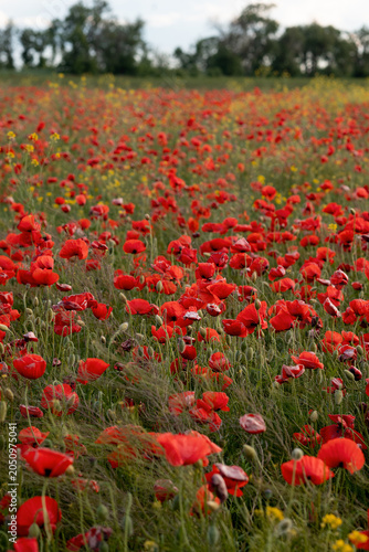 landscape with  over poppy field