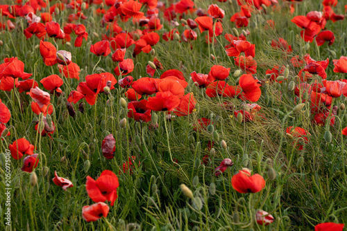 landscape with  over poppy field