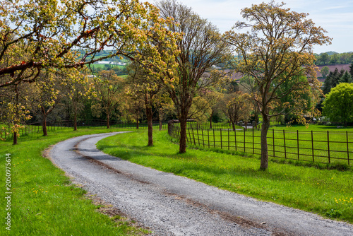 little path in countryside with trees 