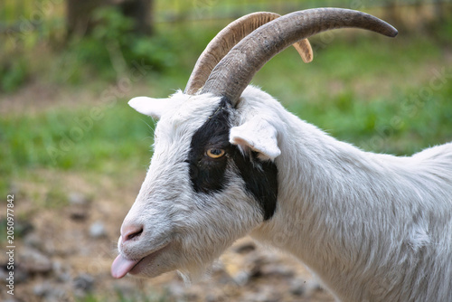 Fotografie Portrait of a black and white goat sticking its tongue out.