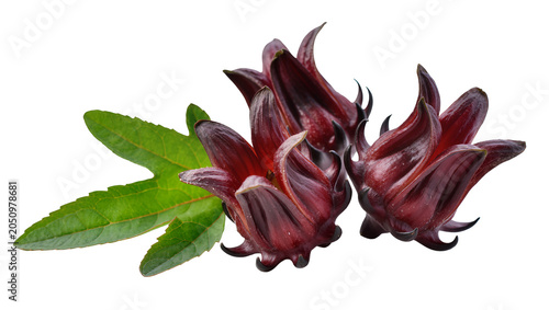 Fotografie Three dark red roselle calyxes with green leaves