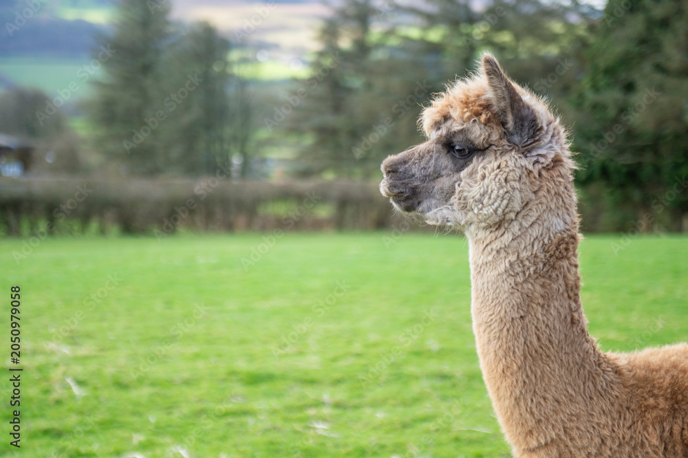 Obraz premium Portrait of an alpaca in a farm