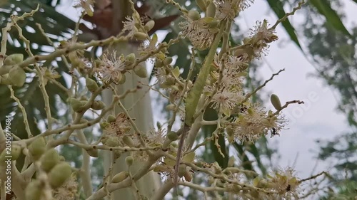 Wild bees harvesting nectar from palm flowers Adonidia Merrillii