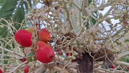 Several types of small bees swarming around Manila Palm or Adonidia merrillii