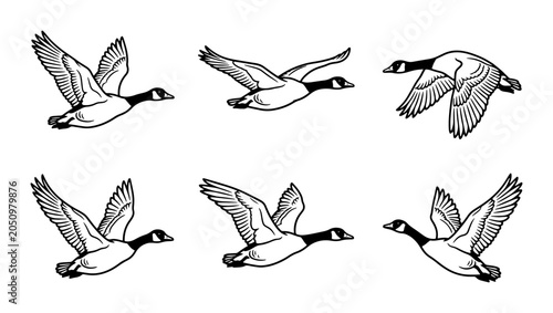 Tablou pe pânză Canada Geese Flying Vector Set, Wildlife Bird Migration Graphics, Nature Animal