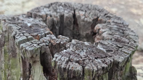 Dead tree stump after years looklike stone