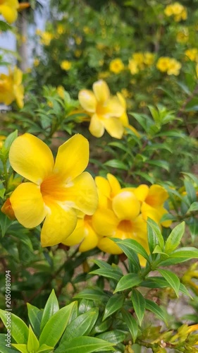 Golden Trumpet or Allamanda Cathartica a beauty tropicsl flower