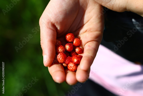 Принти на полотні Child´s hand holding freshly picked wild strawberries in hands during summer for
