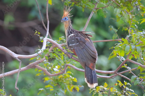 Opisthocomidae, Opisthocomus hoazin, Santa Rosa de Yacuma, Bolivia