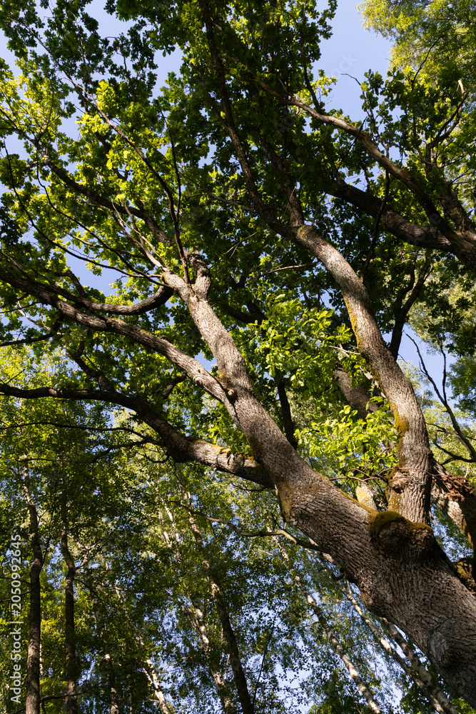 Fototapeta premium Majestic Oak Tree From Below in Sunlit Green Forest Canopy on Clear Summer Day