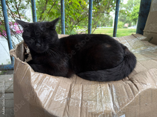 Black cat sleeping in a cardboard box outdoors